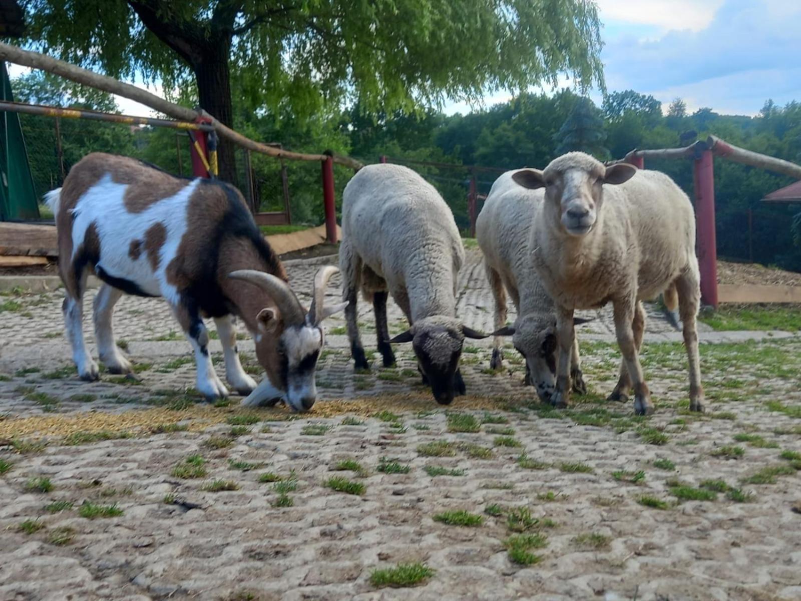 Kamionna  Koperkowe Rancho Beskid Wyspowy Domek Malopolskie Kamionna מראה חיצוני תמונה
