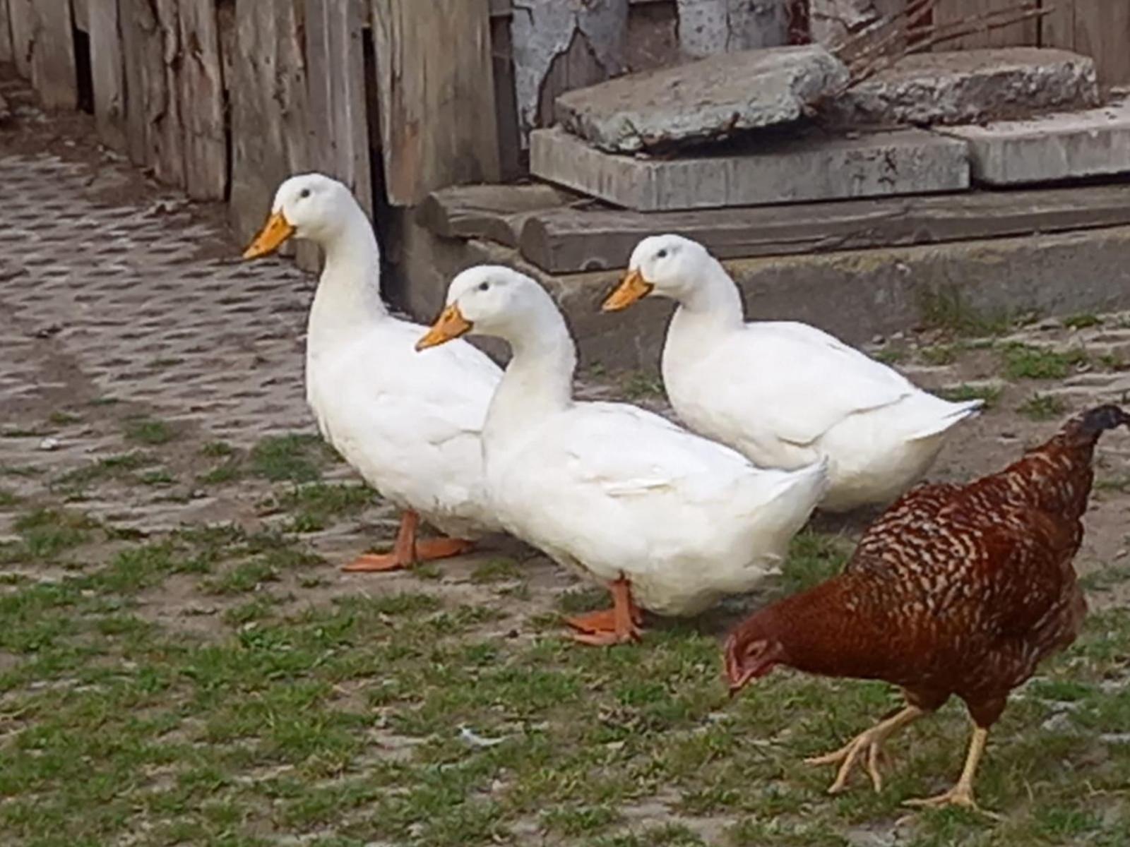 Kamionna  Koperkowe Rancho Beskid Wyspowy Domek Malopolskie Kamionna מראה חיצוני תמונה