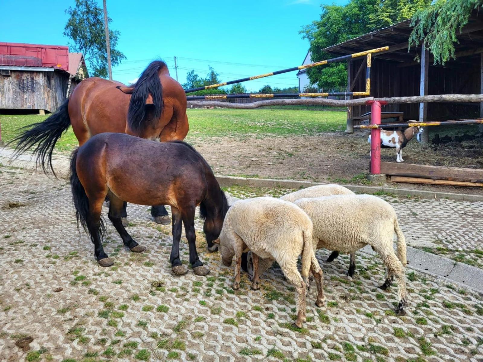 Kamionna  Koperkowe Rancho Beskid Wyspowy Domek Malopolskie Kamionna מראה חיצוני תמונה