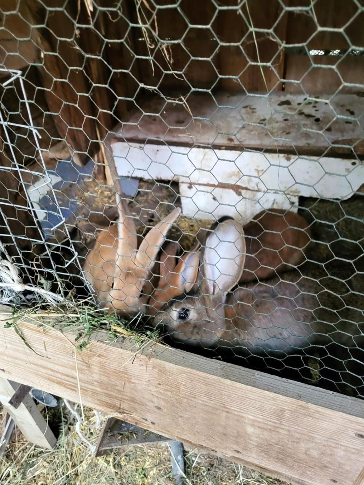 Kamionna  Koperkowe Rancho Beskid Wyspowy Domek Malopolskie Kamionna מראה חיצוני תמונה