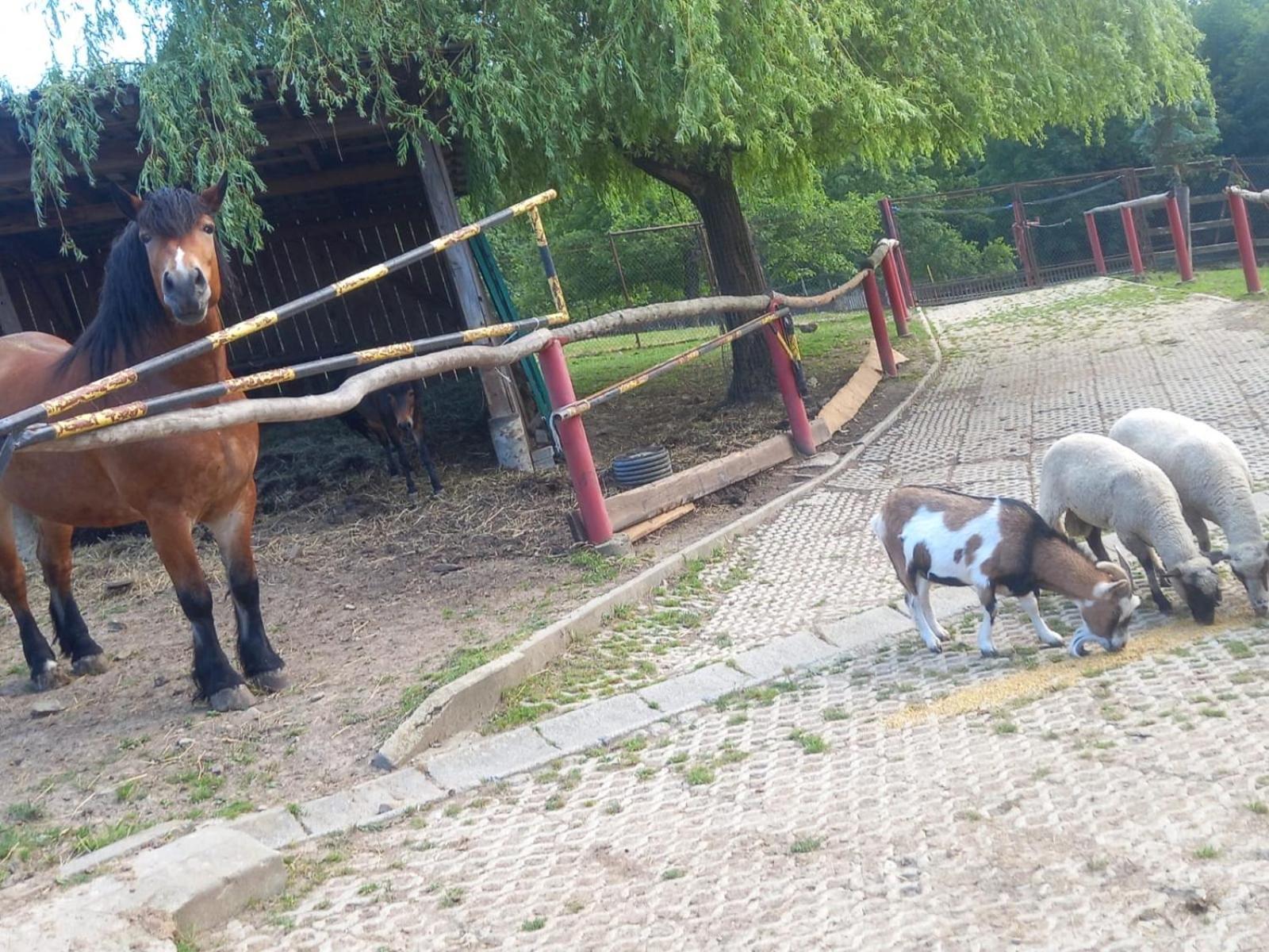 Kamionna  Koperkowe Rancho Beskid Wyspowy Domek Malopolskie Kamionna מראה חיצוני תמונה